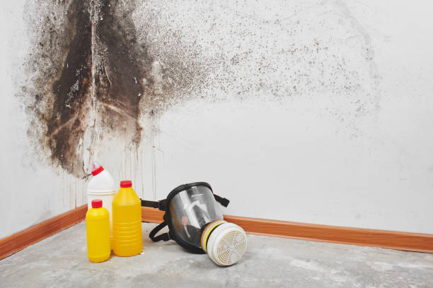 Best Mold Remediation for Specific Building Types in Hoback, WY
