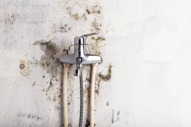 Best Mold Testing and Inspection Services in Hoback, WY
