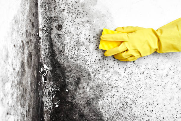 Best Health and Safety Mold Remediation in Hoback, WY