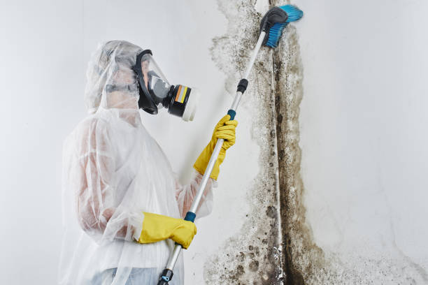 Best Black Mold Remediation in Hoback, WY