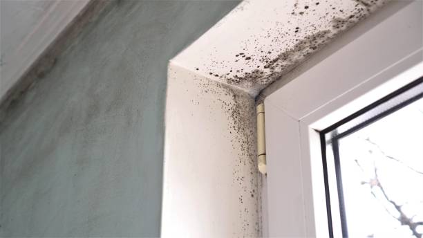 Hoback, WY Mold Remediation Company