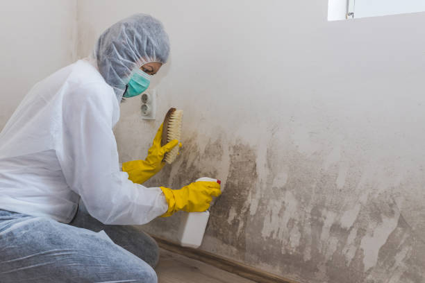 Best Post-Flood Mold Remediation in Hoback, WY