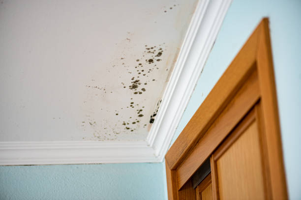 Best Residential Mold Remediation in Hoback, WY