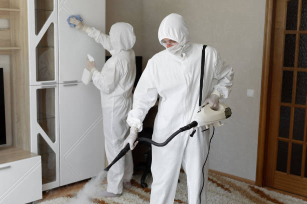 Best Basement Mold Remediation in Hoback, WY