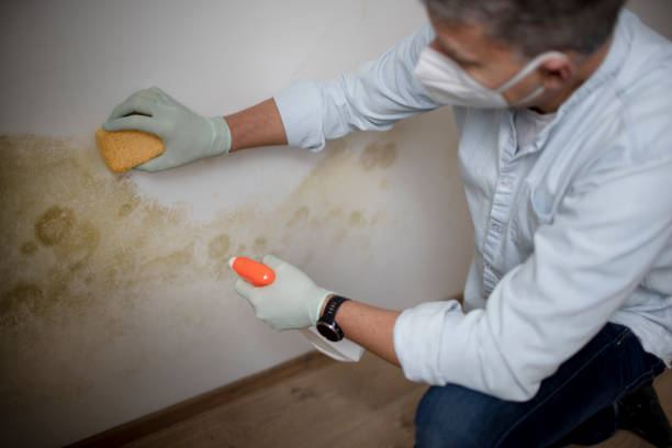 Best Emergency Mold Remediation in Hoback, WY