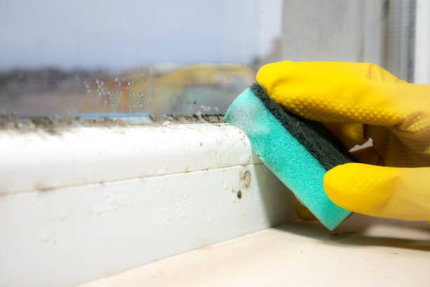 Best Mold Remediation for Schools in Hoback, WY