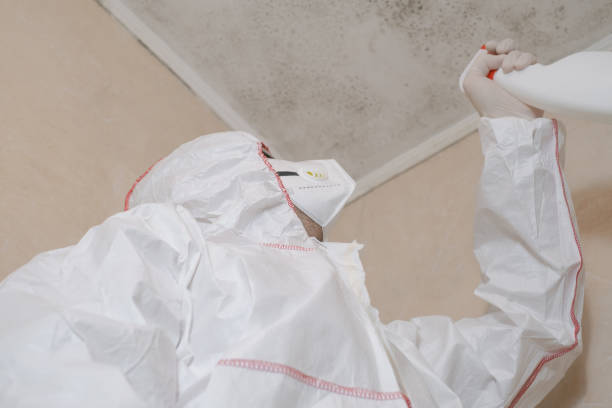 Best Residential Mold Remediation in Hoback, WY