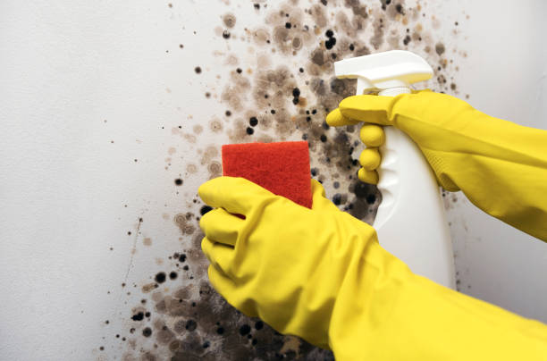 Best Attic Mold Remediation in Hoback, WY