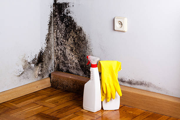 Best Basement Mold Remediation in Hoback, WY