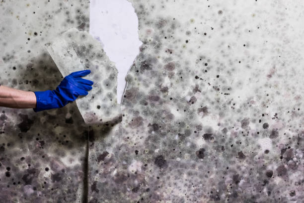 Best White Mold Remediation in Hoback, WY