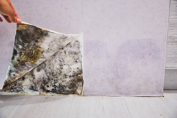 Best Localized Mold Remediation (e.g., coastal areas, humid climates) in Hoback, WY